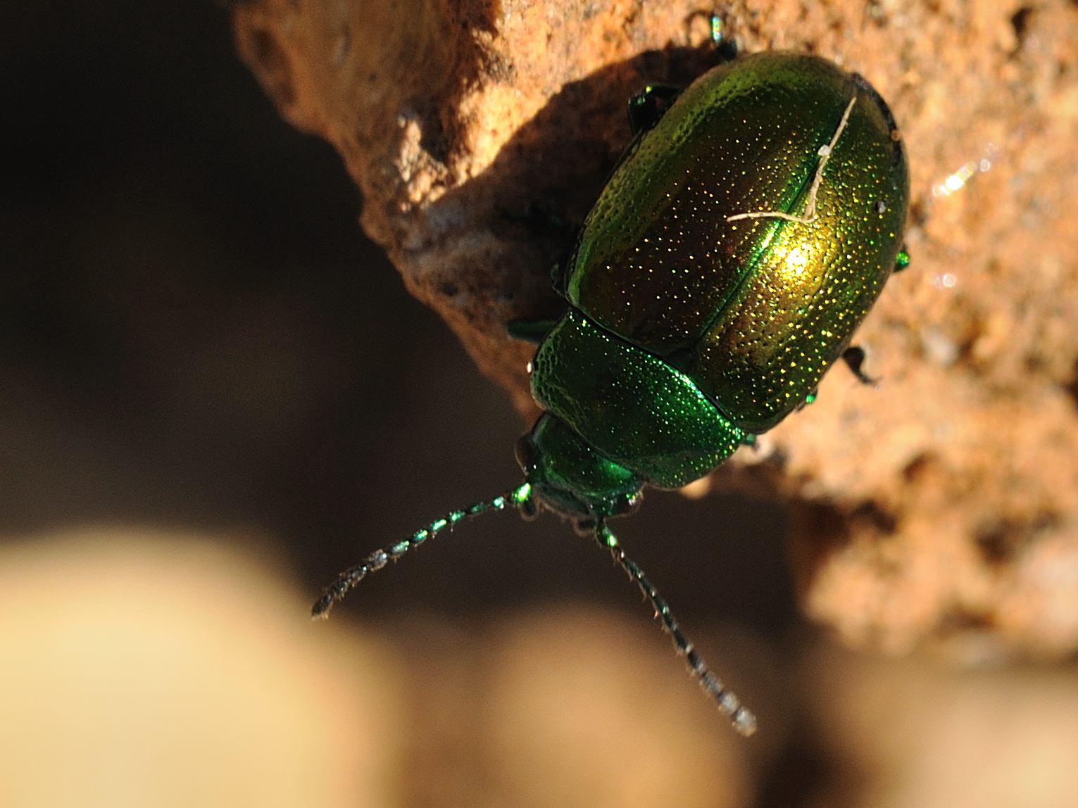 Chrysolina cfr herbacea